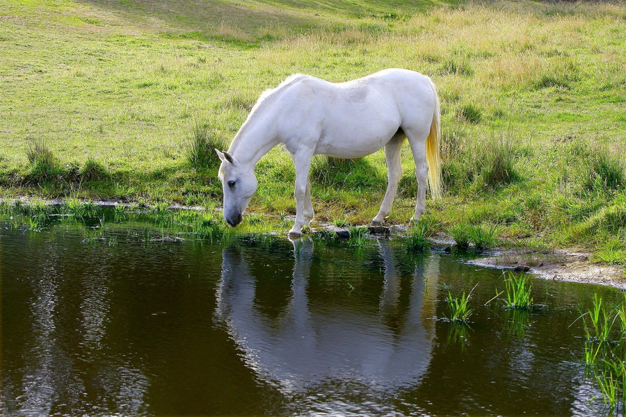 You Can Lead A Horse To Water